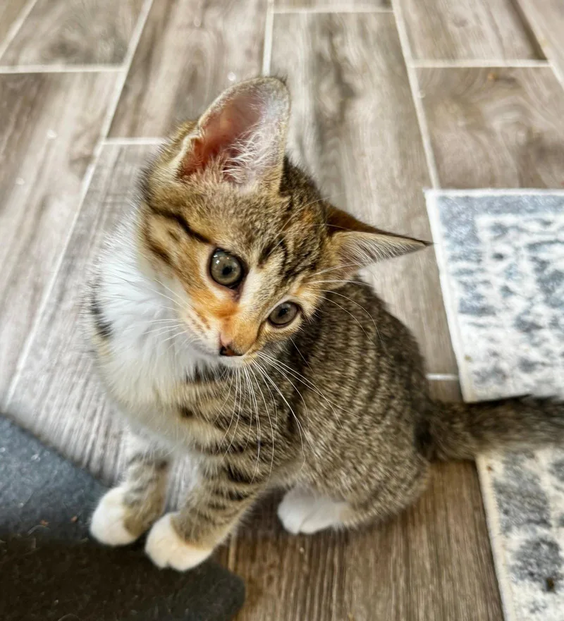 Eliza