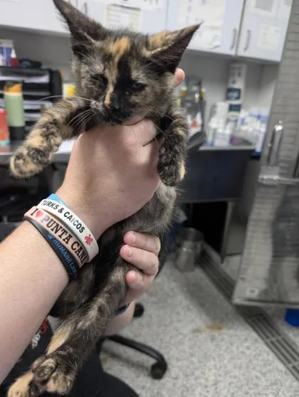 A baby small-sized female Domestic Short Hair cat named Tina for adoption in West Chester, PA