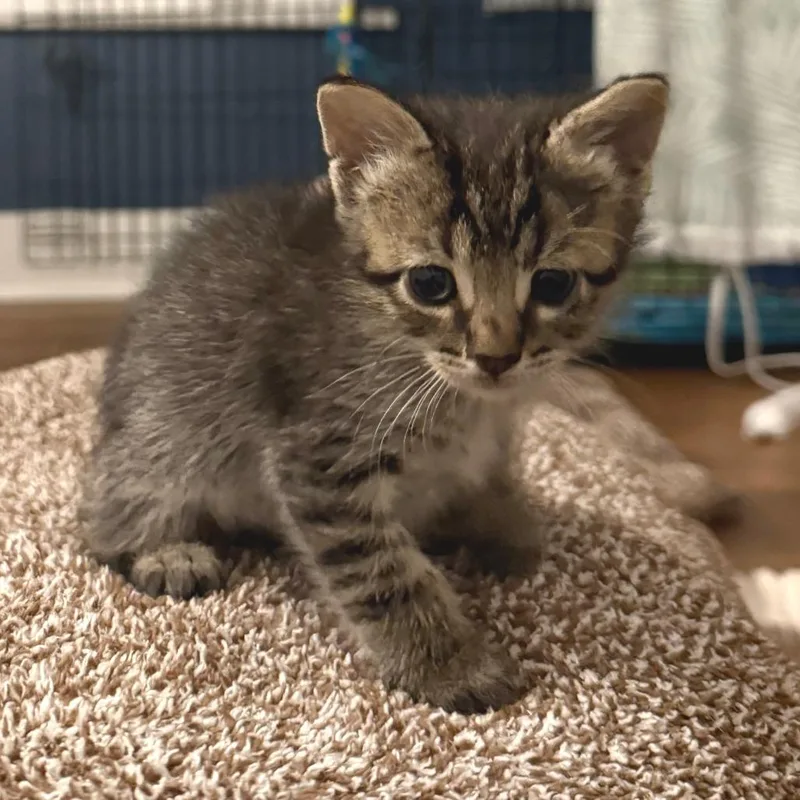 A baby small-sized male Brown / Chocolate Domestic Short Hair cat named Umbu for adoption in Austin, TX