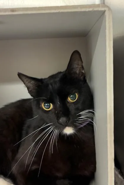 Otis