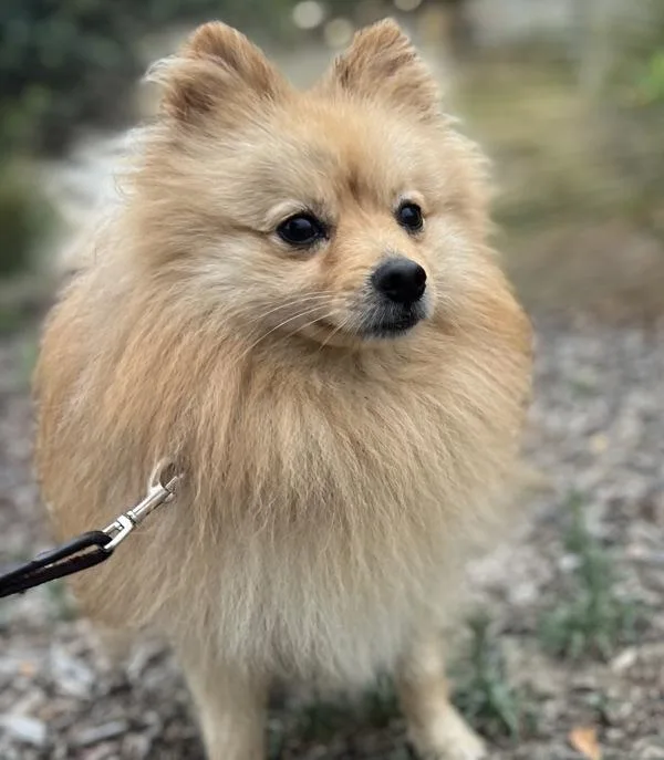 Tony Tony Chopper thumbnail 4