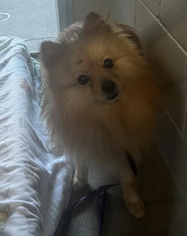 Tony Tony Chopper thumbnail 5