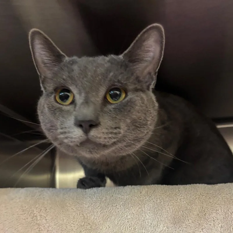 A young medium-sized male Gray / Blue / Silver Domestic Short Hair cat named Onix for adoption in Springfield, MA
