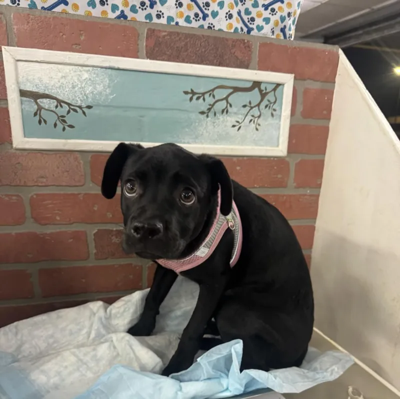 A baby small-sized male Labrador Retriever dog named Monty for adoption in Houston, TX