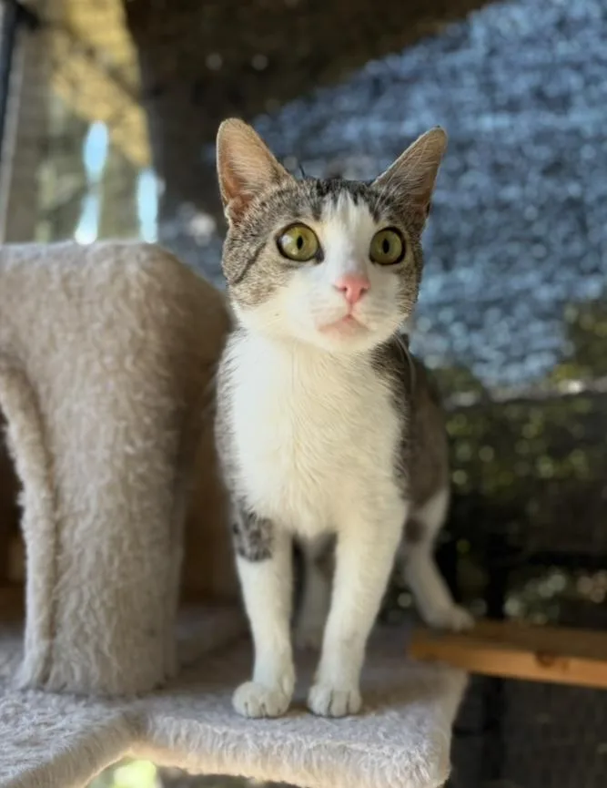 A young medium-sized female Tabby (Brown / Chocolate) Domestic Short Hair cat named Borscht for adoption in La Canada, CA