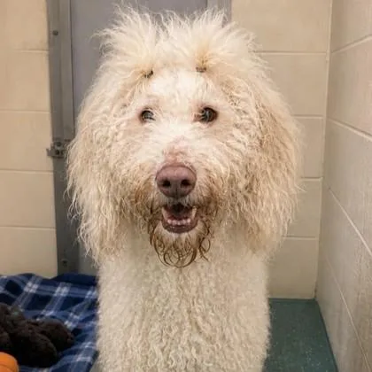 A senior medium-sized female Wheaten Terrier dog named Meara for adoption in Elk Grove Village, IL