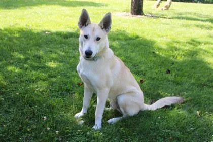 An adult large-sized male Shepherd dog named Dreamer for adoption in Kansas City, MO
