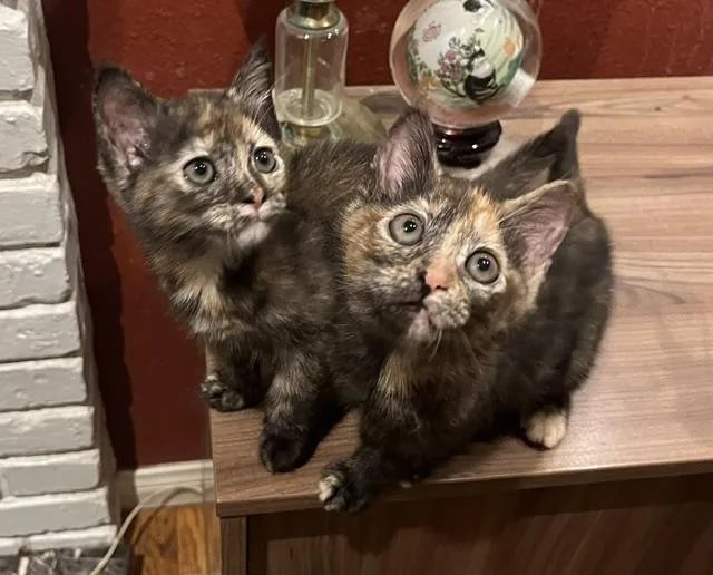 A baby medium-sized female Tortoiseshell cat named Pixie and Sophie for adoption in Los Angeles, CA