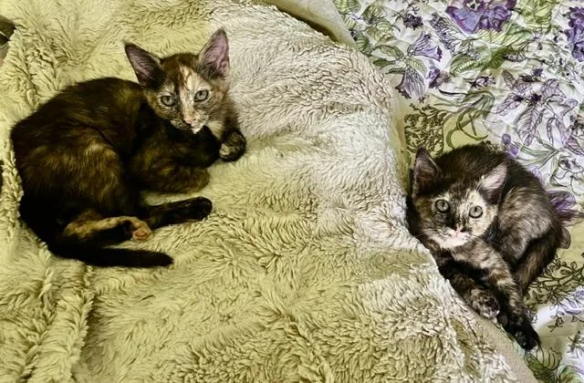 Pixie and Sophie thumbnail 2