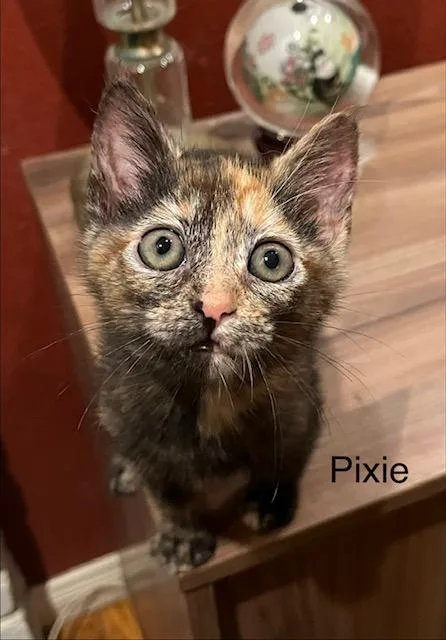 Pixie and Sophie thumbnail 3