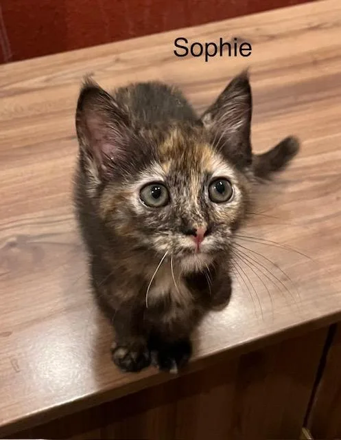 Pixie and Sophie thumbnail 5