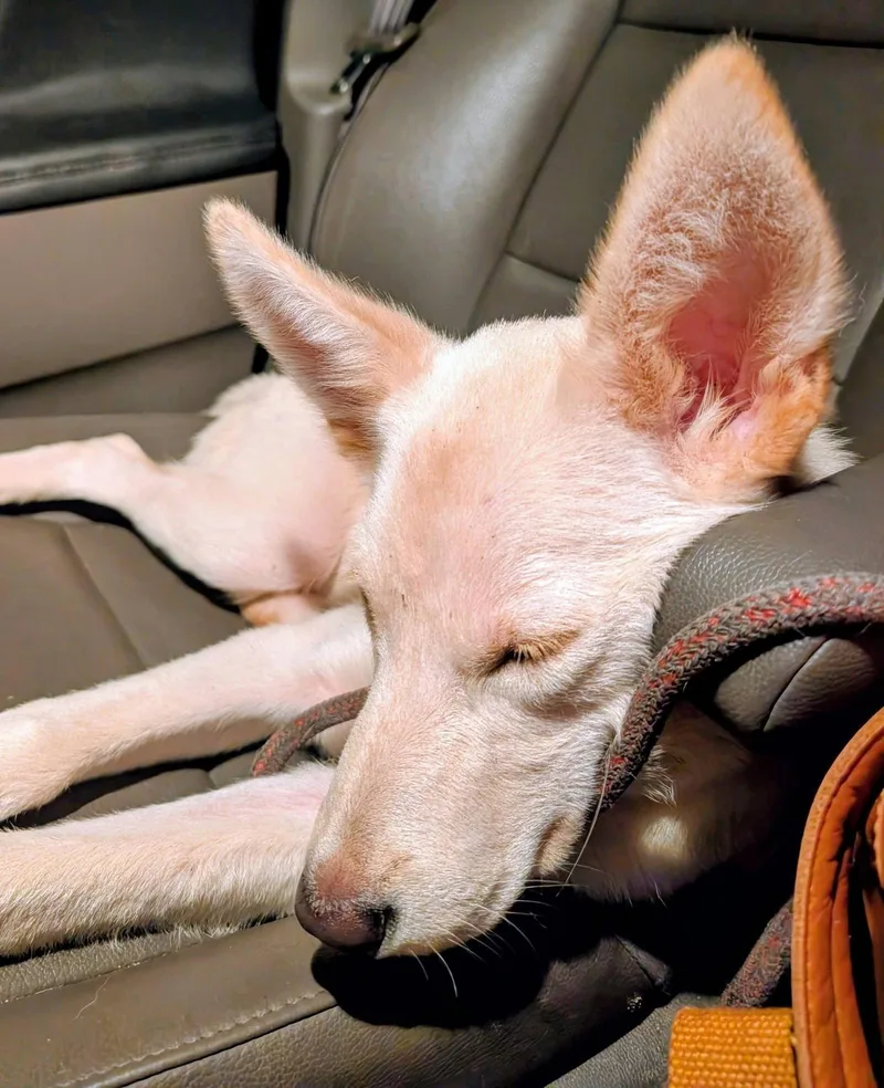 A baby medium-sized male Shepherd dog named Colonel Mustard for adoption in Germantown, OH