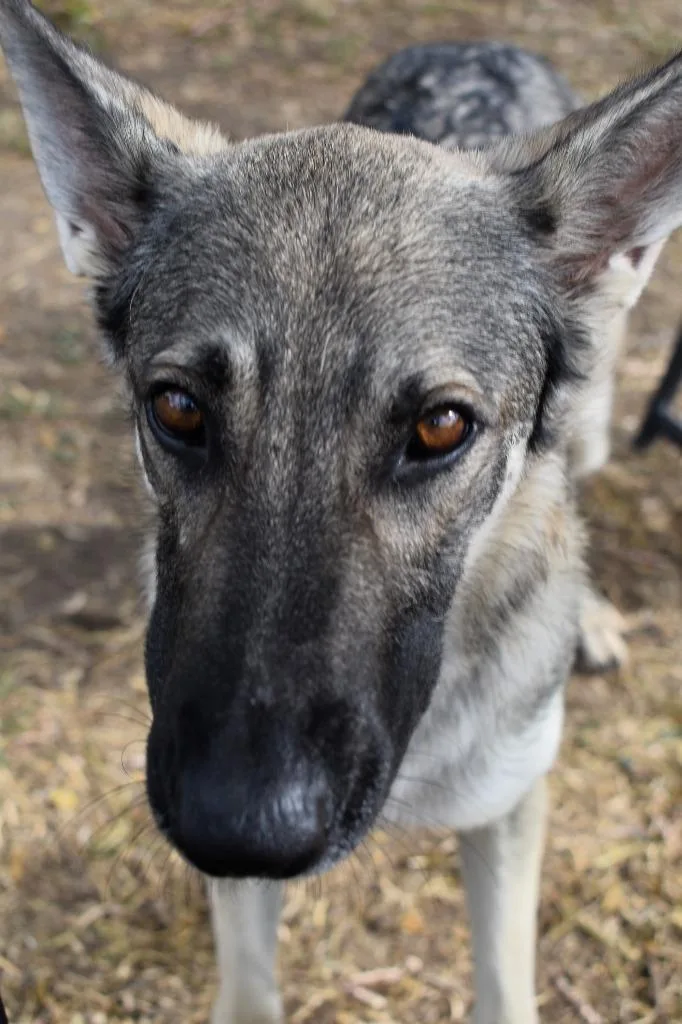 A young large-sized female German Shepherd Dog dog named Ember for adoption in Brownwood, TX
