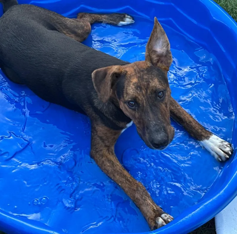 Snickers thumbnail 2