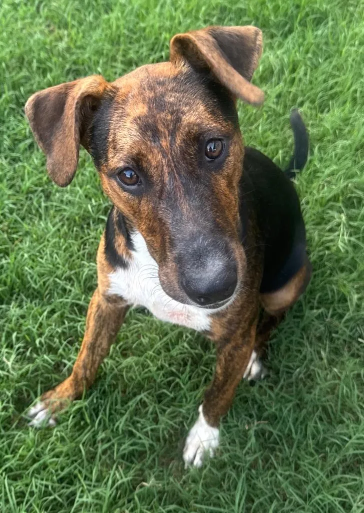 Snickers thumbnail 3