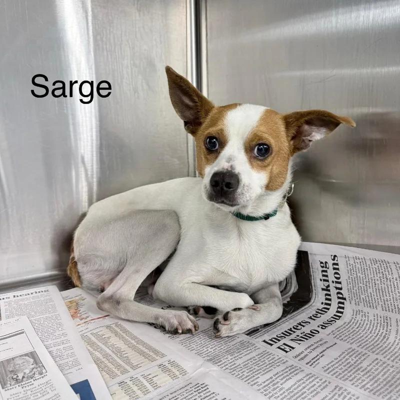 Sarge