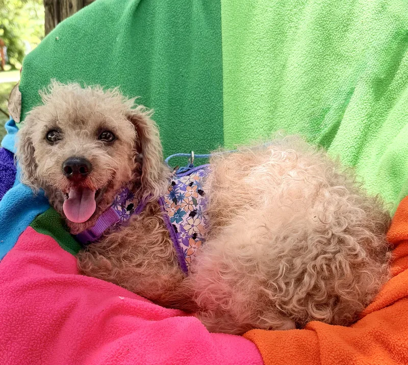Makana BRT