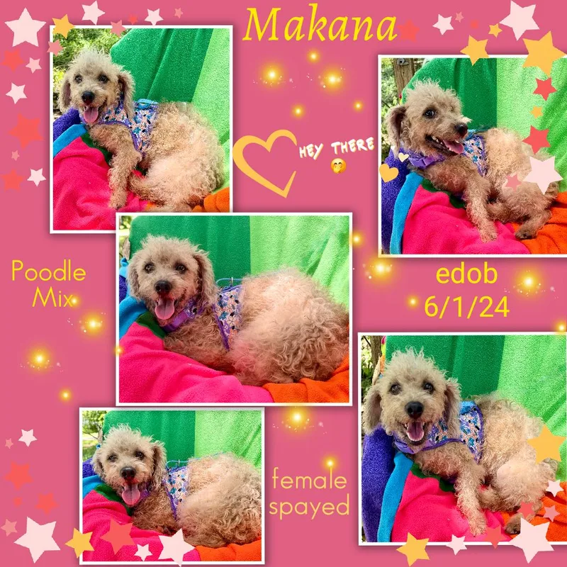 Makana BRT thumbnail 6