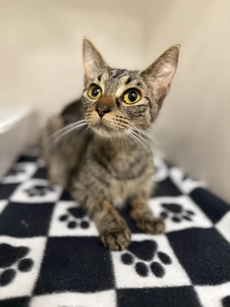 An adult medium-sized female Tabby (Brown / Chocolate) Domestic Short Hair cat named Bugs for adoption in Leitchfield, KY