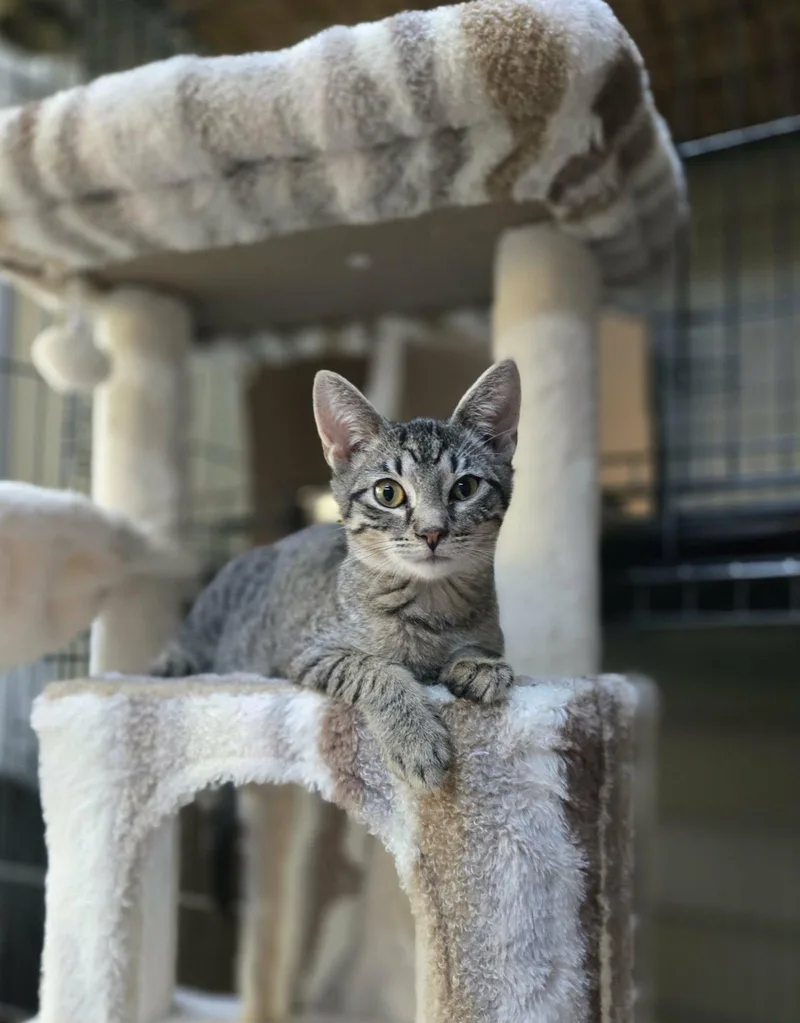 A baby small-sized male Gray / Blue / Silver Domestic Short Hair cat named Herman for adoption in Rochester, NY