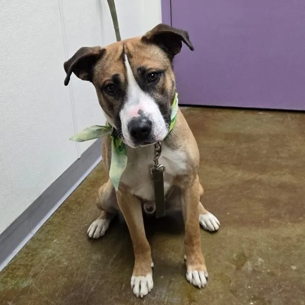 An adult large-sized male Brown / Chocolate Pit Bull Terrier dog named Detroit for adoption in Albuquerque, NM