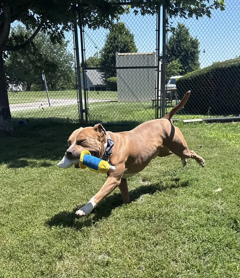A senior large-sized male Yellow / Tan / Blond / Fawn Pit Bull Terrier dog named Smokey for adoption in Yorkville, IL