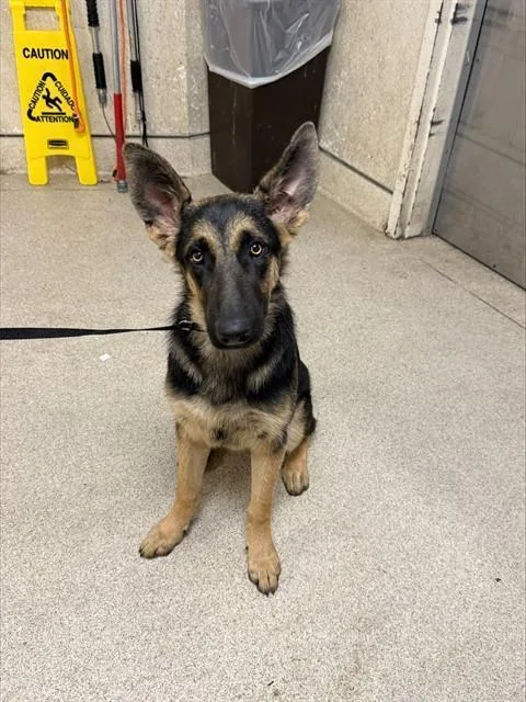 A young medium-sized female German Shepherd Dog dog named Deedee for adoption in Riverside, CA