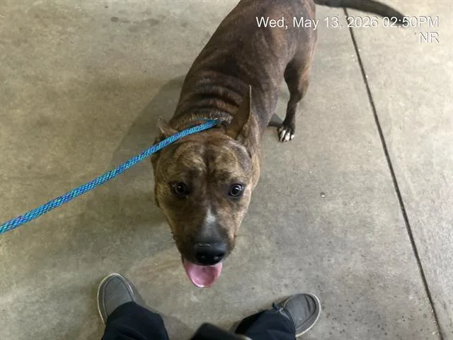 An adult large-sized female Pit Bull Terrier dog named Perla for adoption in Ocala, FL