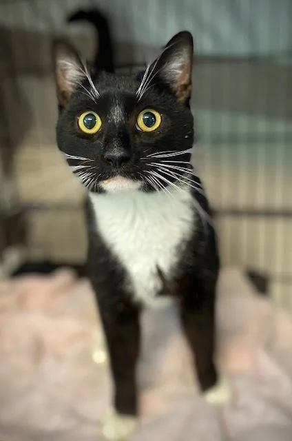 An adult medium-sized male Black & White / Tuxedo Domestic Short Hair cat named Tiago for adoption in Duxbury, MA