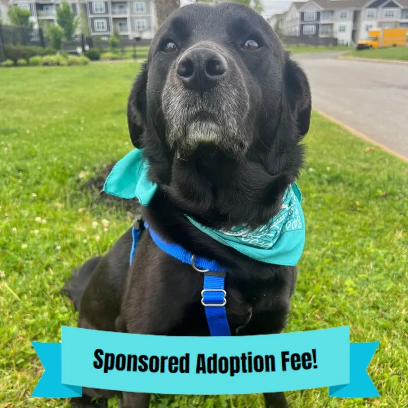 A senior medium-sized male Black Retriever dog named Hughie for adoption in Novelty, OH