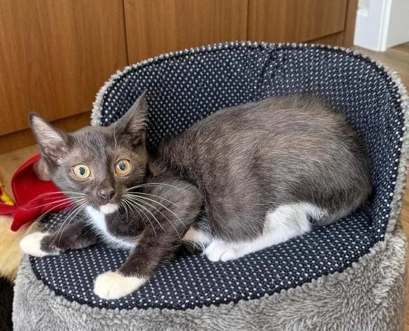 A baby small-sized male Abyssinian cat named Beans for adoption in Fort Myers, FL