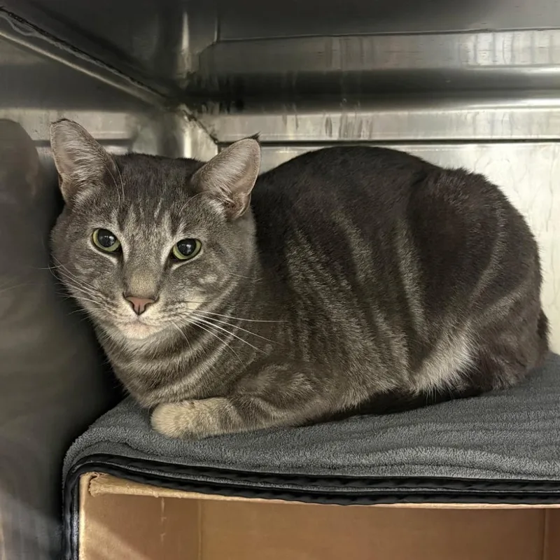 An adult small-sized male Gray / Blue / Silver Domestic Short Hair cat named Pine for adoption in Los Angeles, CA