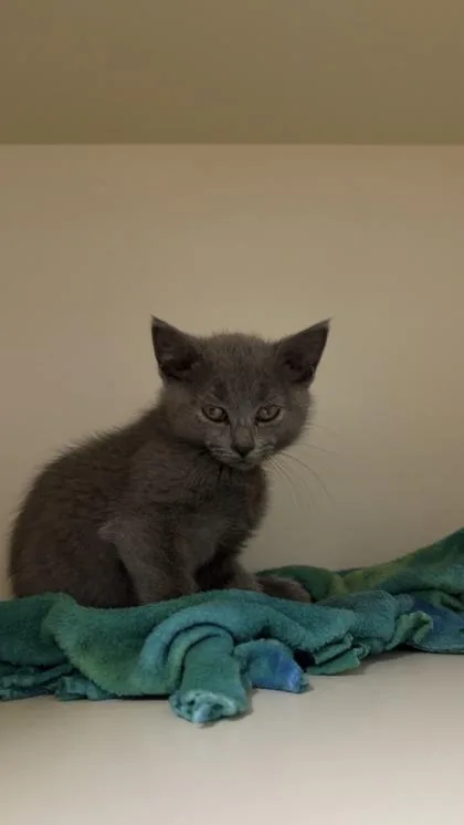 A baby small-sized female Domestic Short Hair cat named Catori for adoption in Pequot Lakes, MN