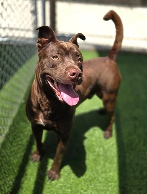 A young large-sized male Mixed Breed dog named Hunter for adoption in Columbia, SC