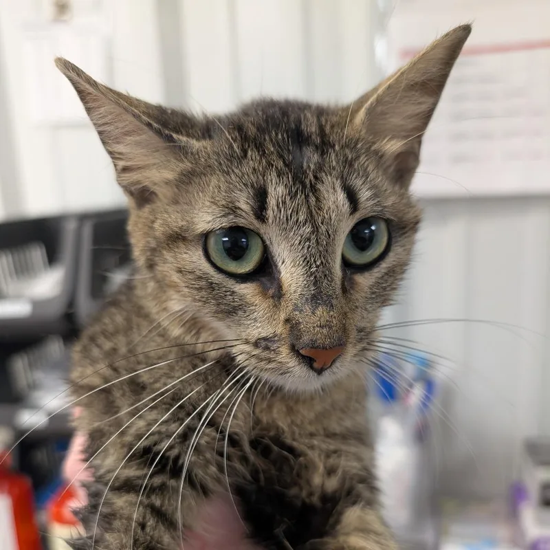 A young small-sized female Brown / Chocolate Domestic Short Hair cat named Four Seasons for adoption in Emporia, KS