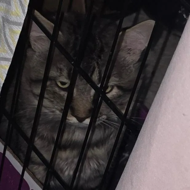 A young large-sized male Brown / Chocolate Domestic Short Hair cat named Bobcat for adoption in Grantsville, UT