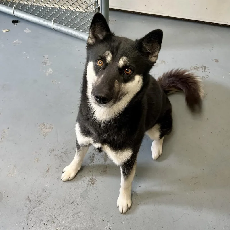 A baby medium-sized female Black Mixed Breed dog named Eloise for adoption in Blairsville, GA
