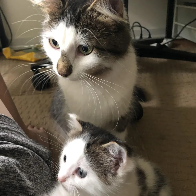 Polly and Esme thumbnail 2