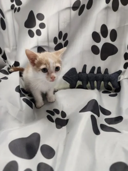 A baby small-sized female Domestic Short Hair cat named Simone for adoption in Chatsworth, CA