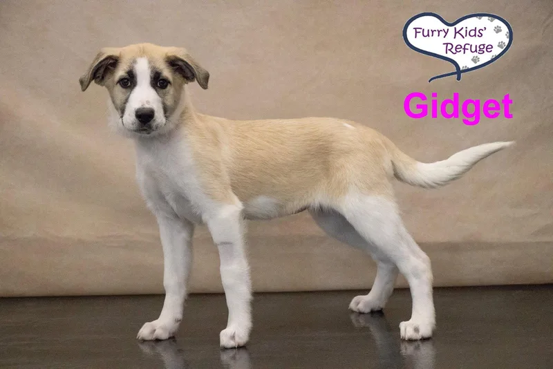 A baby extra large-sized female Great Pyrenees dog named Gidget : UPDATED for adoption in Lee's Summit, MO