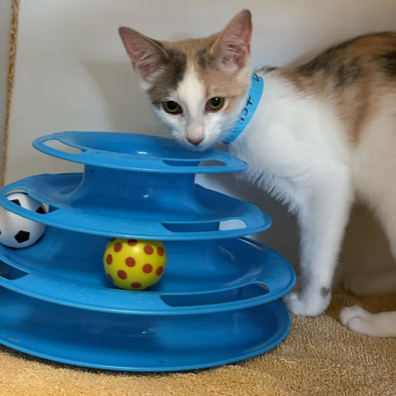 A baby medium-sized female Dilute Calico Oriental Short Hair cat named Lotus for adoption in Kent, WA