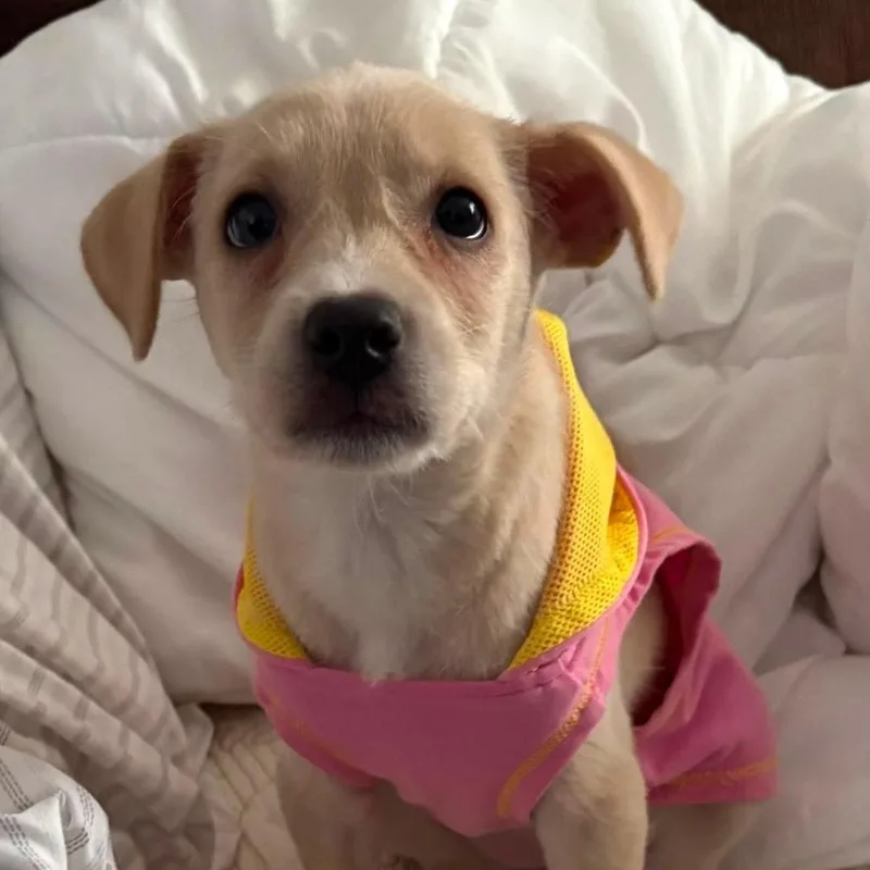 A baby small-sized female Apricot / Beige Terrier dog named Cali for adoption in Seal Beach, CA