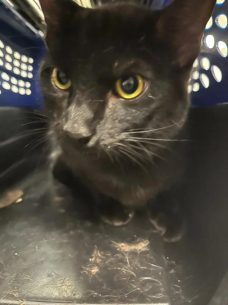 A young large-sized male Domestic Short Hair cat named Rob for adoption in Greenfield, IN