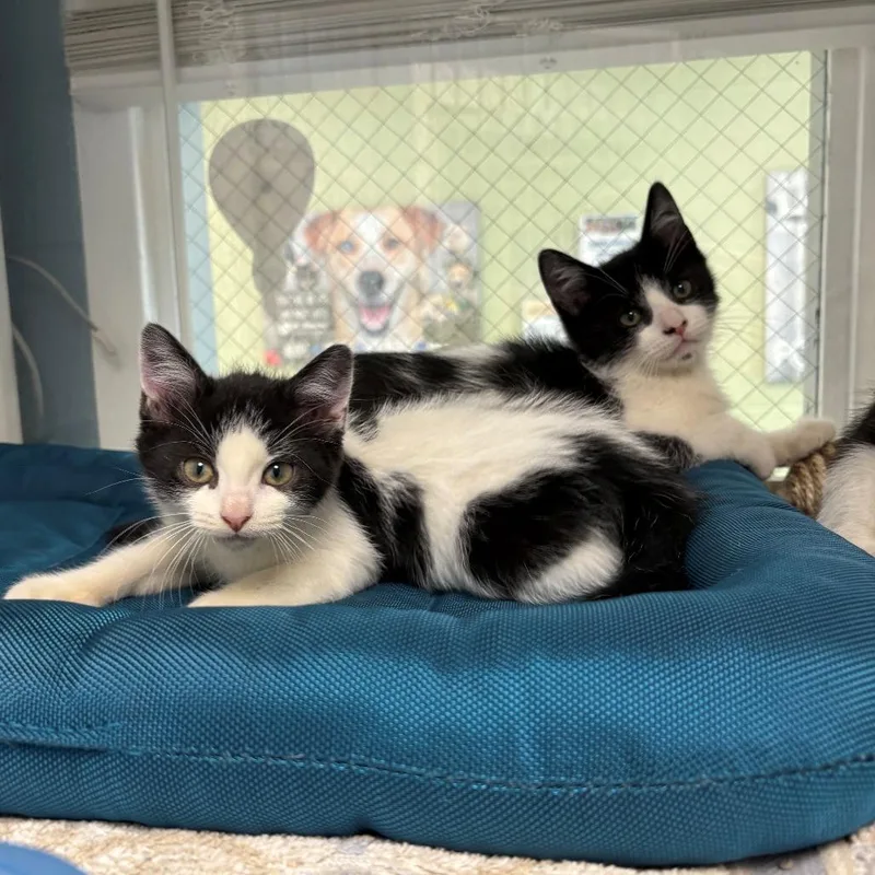 A baby small-sized female White Domestic Short Hair cat named Ring Ding for adoption in East Hanover, NJ