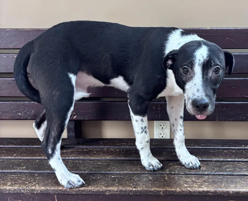 A young medium-sized male Black Australian Cattle Dog / Blue Heeler dog named Baloo for adoption in Watertown, CT