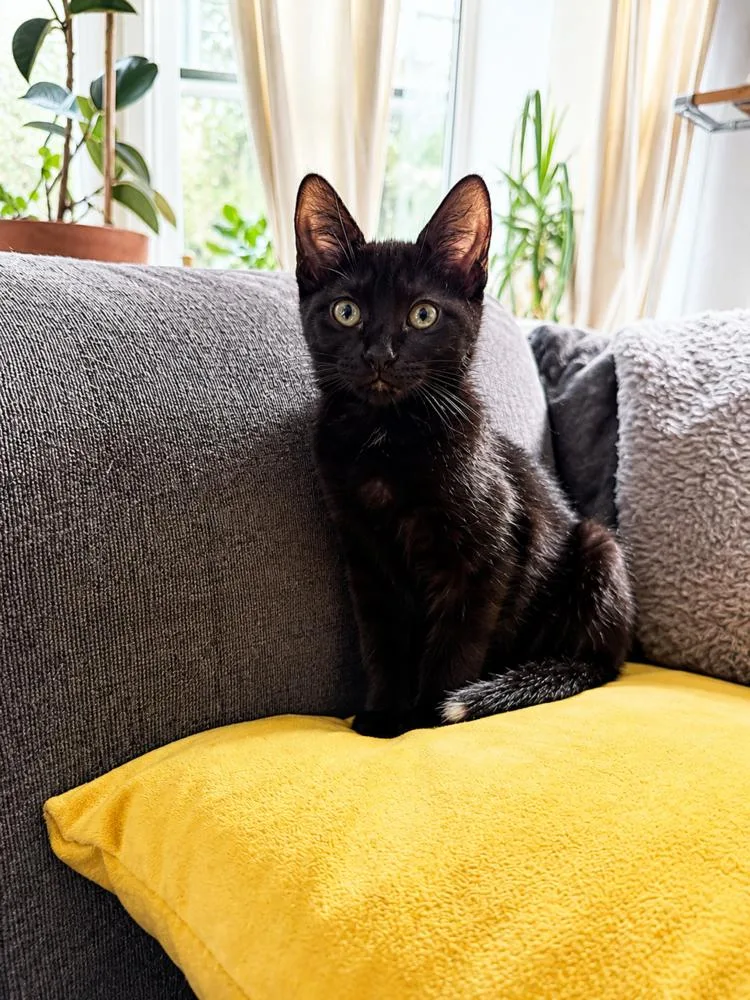 A baby small-sized female Domestic Short Hair cat named Sol for adoption in Chicago, IL