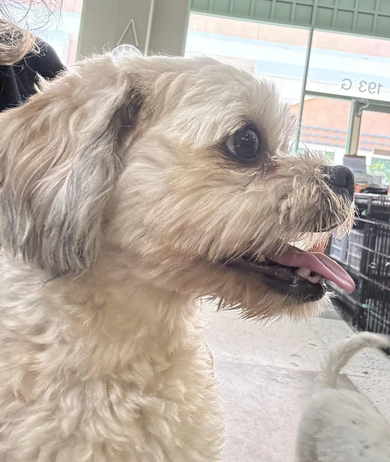 A young small-sized female Apricot / Beige Shih Tzu dog named Frenchie Facciano for adoption in Thousand Oaks, CA