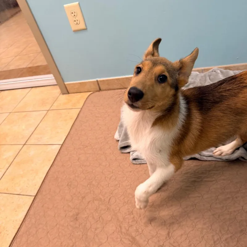 A baby medium-sized male Brown / Chocolate Shetland Sheepdog / Sheltie dog named Elliot for adoption in Columbus, GA