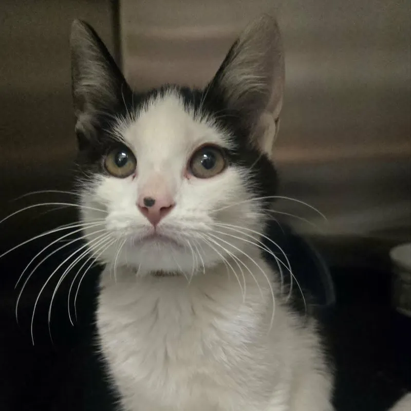 A baby medium-sized female White Domestic Short Hair cat named Lilith for adoption in Martinsville, IN