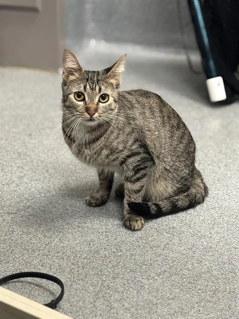 An adult small-sized female Domestic Short Hair cat named Shirley for adoption in Indianapolis, IN